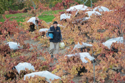 Kavacık’ın coğrafi işaretli üzümüne büyük ilgi