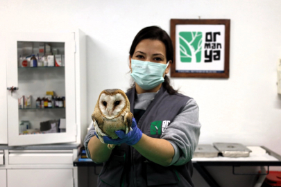 Ormanya yaban hayvanlarına umut oluyor