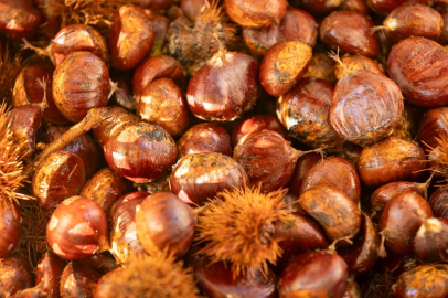 Başkan Tugay Beydağ’da kestane üreticileriyle buluştu