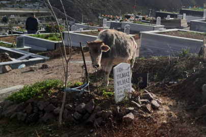 BAŞIBOŞ HAYVANLARIN OTLAĞI, MEZARLIK OLDU