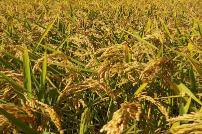 Pirinç ithalatı Ekim'de 13 kat arttı