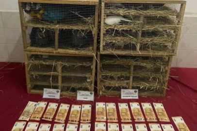 2025'te kaçak canlı hayvan ticareti darbe yedi... 85 bin 342 hayvan ele geçirildi