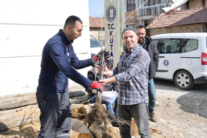 Kütahya’da yerel kiraz türleri toprakla buluşacak