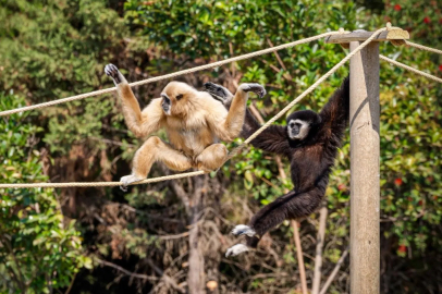 Gibonların yeni yuvaları İzmir oldu